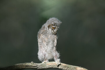 Eurasian scops owl chicks are photographed individually and together. Birds sit on a dry branch of...