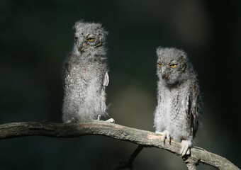 Eurasian scops owl chicks are photographed individually and together. Birds sit on a dry branch of...