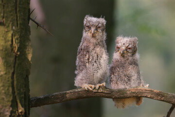 Eurasian scops owl chicks are photographed individually and together. Birds sit on a dry branch of a tree against a blurred background in the rays of the soft evening sun.