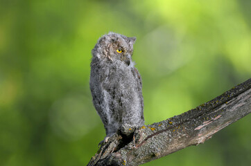 Eurasian scops owl chicks are photographed individually and together. Birds sit on a dry branch of...
