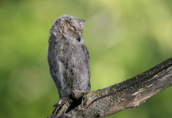 Eurasian scops owl chicks are photographed individually and together. Birds sit on a dry branch of a tree against a blurred background in the rays of the soft evening sun.