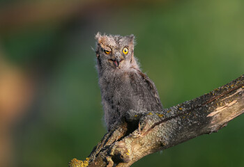 Eurasian scops owl chicks are photographed individually and together. Birds sit on a dry branch of a tree against a blurred background in the rays of the soft evening sun.
