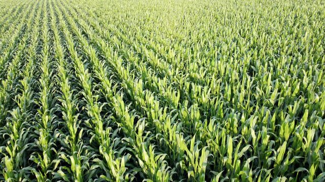Drohnenaufnahme, Maisfeld im Sommer