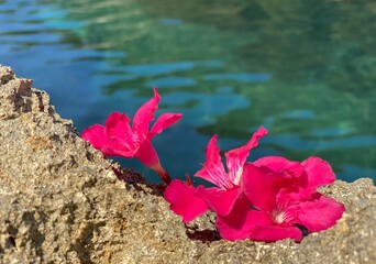 Pink flowers against turquoise blue sea water. Azalea oleander flowers on the rock near...