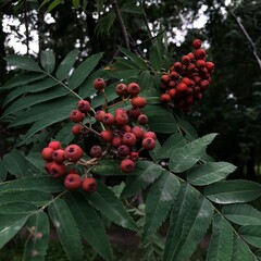 red berries on a bush