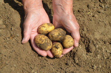 Kartoffeln