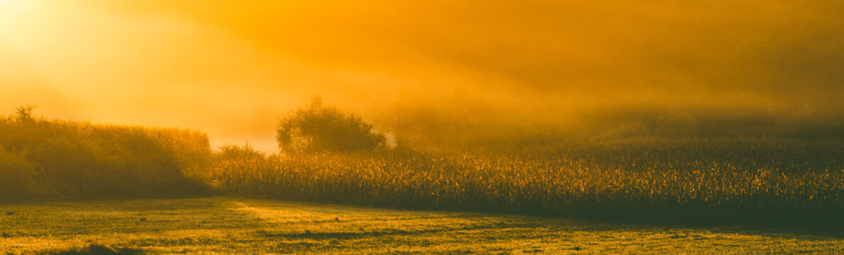 amazing panorama of golden corn fields in autumn sunrise