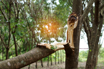 Fototapeta premium Concept : Natural disaster. Storm damage. Broken tree stem from heavy summer storm in Thailand. Agriculture problem that made farmers sad because they take time to grow tree many years. 