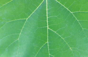 Paulownia tomentosa with beautiful leaf texture background