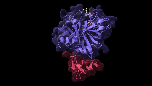 Structure of factor Xa in complex with 7-fluoroindazole, animated 3D cartoon and Gaussian surface models, chain id color scheme, based on PDB 2ra0, black background