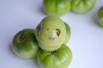 tomato caterpillar pest. the green caterpillar that destroys the tomato crop. caterpillar eats only green tomatoes. crop (harvest) failure concept