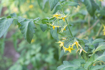 Blooming tomato flowers in the garden - Concept of growing tomatoes