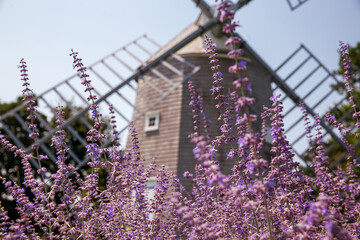 Old windmill on a lavender meadow. Beautiful background