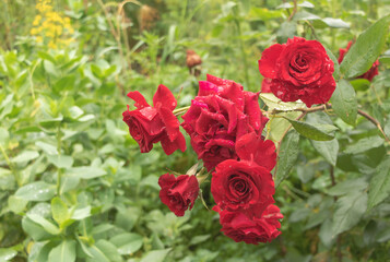Closeup of red roses in the garden