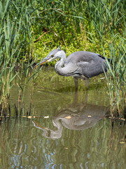 Fototapeta premium Grey Heron Hunting by a Reed Bank in a Lake