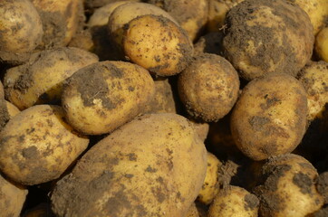 Kartoffeln