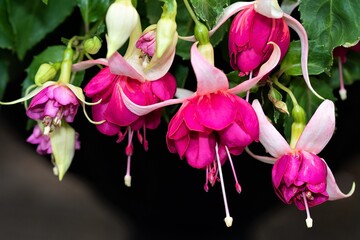 'Seventh Heaven' Southern Belle fuchsia blooming in July, 2021.
