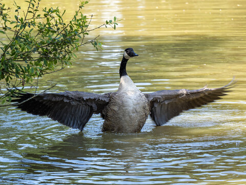 Canada Goose preening in a Lake. Flapping its Wings.