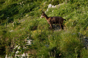 Coucher de soleil en Montagne un soir d'&eacute;t&eacute; dans le Vercors