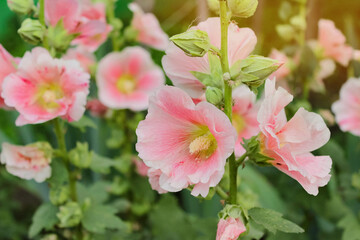 Many pink mallow flowers grow in the garden in summer