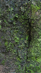 seamless outermost layer of tree bark with moss texture background, closeup view of natural wallpaper, abstract or backdrop for designing