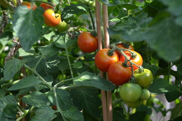 Tomaten