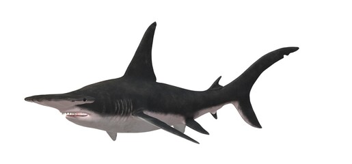 Large  hammerhead fish on a white background