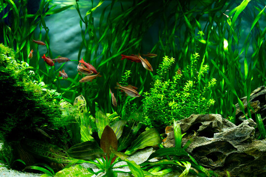 Tropical fish in a freshwater aquarium. The underwater world of plants and fish.