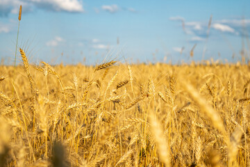 Obraz premium golden wheat field
