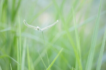CROTALARIA JUNCEA,  SunHemp