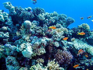 Naklejka na ściany i meble Beautiful fish on the reefs of the Red Sea