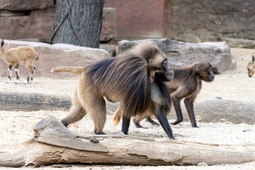 Zoo, Paviane