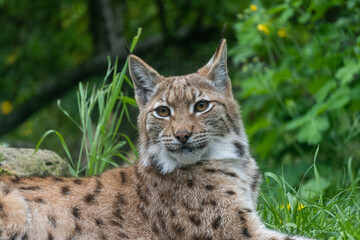 Naklejka premium Zoo, Katze