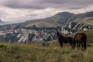 horses in the mountains