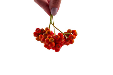 female hand holds an orange and red branch of rowan with on a white background, yellow berries,...