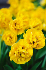 Obraz premium Yellow flowers. Yellow tulips. Beautiful tulips