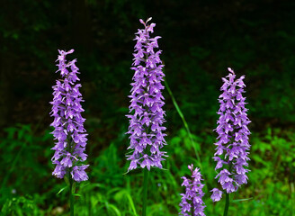 Obraz premium Geflecktes Knabenkraut, Dactylorhiza maculata, spotted orchid