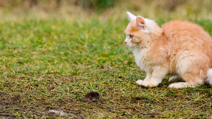 Naklejka na ściany i meble A fluffy pet plays with its prey, a mole as food for a cat, a rodent and a cat.