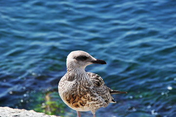 Seagull close-up. Seagull against the background of blurry waves. Bokeh.