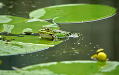 Teichfrosch, Pelophylax esculentus, common water frog