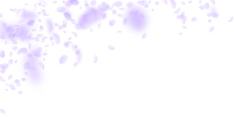 Violet flower petals falling down. Marvelous roman
