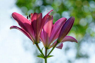 Pink lily flower in the garden. Spring and summer background