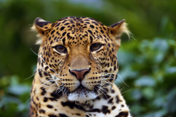 The Javan leopard (Panthera pardus melas), the third subspecies of leopard.