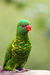 The scaly-breasted lorikeet (Trichoglossus chlorolepidotus), portrait. Portrait of a green parrot.