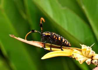 Common Tuft-bearing Longhorn beetle or Aristobia approximator likes perching in the bushes, sometimes flying into the light of buildings near the forest.