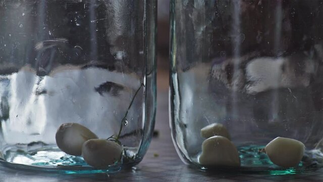 Close-up, Garlic and Other Ingredients from Fresh Greens Fall to the Bottom of Two Glass Jars for Marinade Preparation