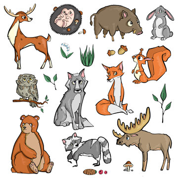 Forest animals on white background Cute Cartoon. Vector illustration