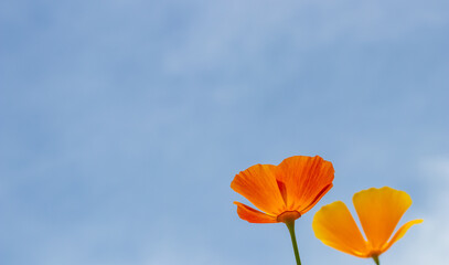 Fototapeta na wymiar flower against blue sky