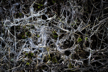 texture moss