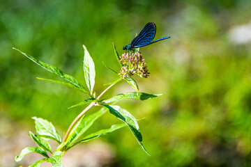 Near view of a beautiful blue dragonfly